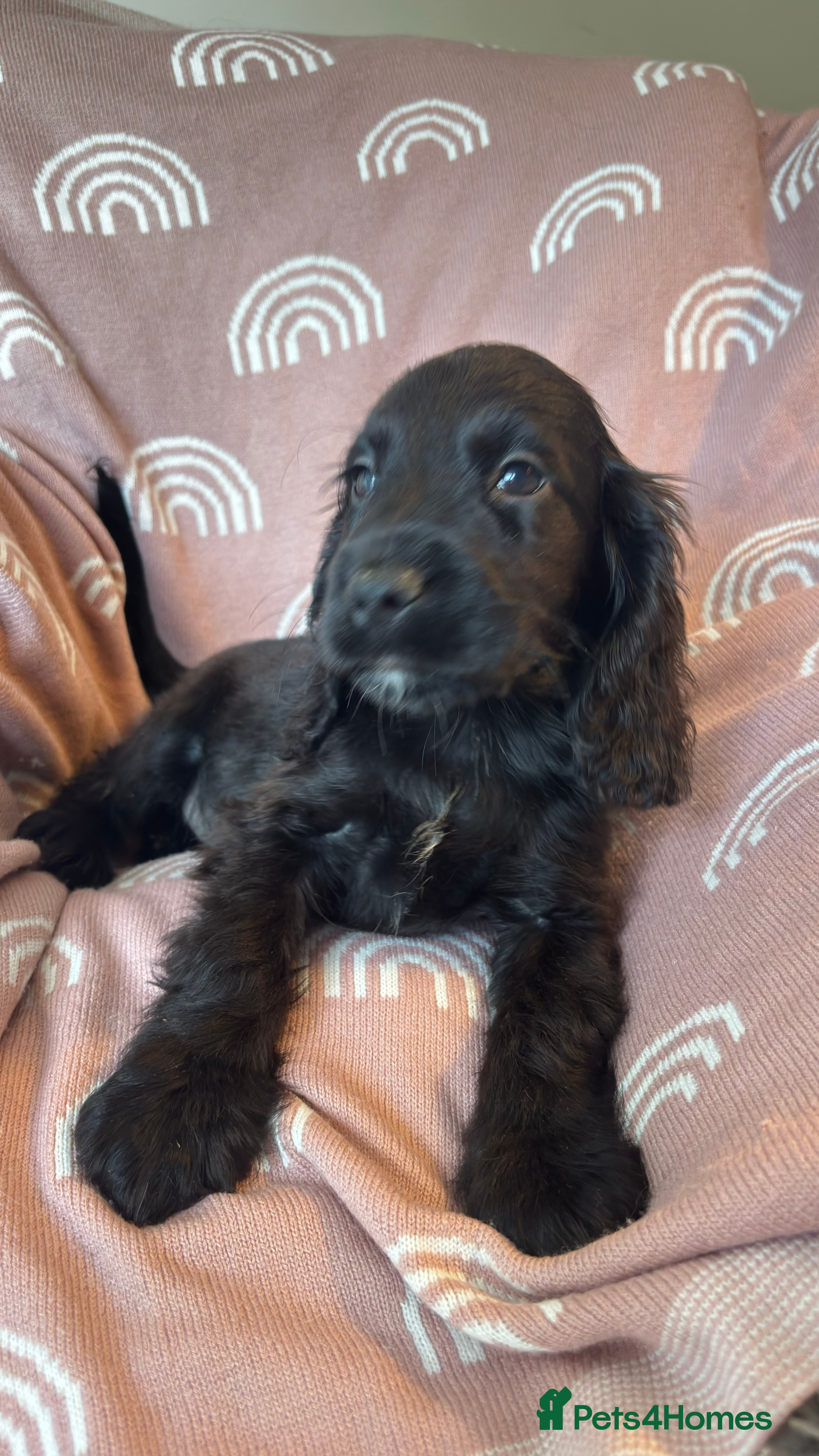 Cocker Spaniel dogs Cute cocker spaniels READY - Advert 4
