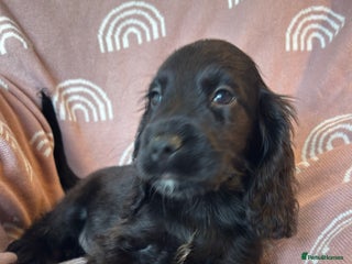 Cocker Spaniel dogs Cute cocker spaniels READY - Advert 4