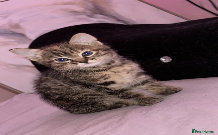British Shorthair cats - Advert 16