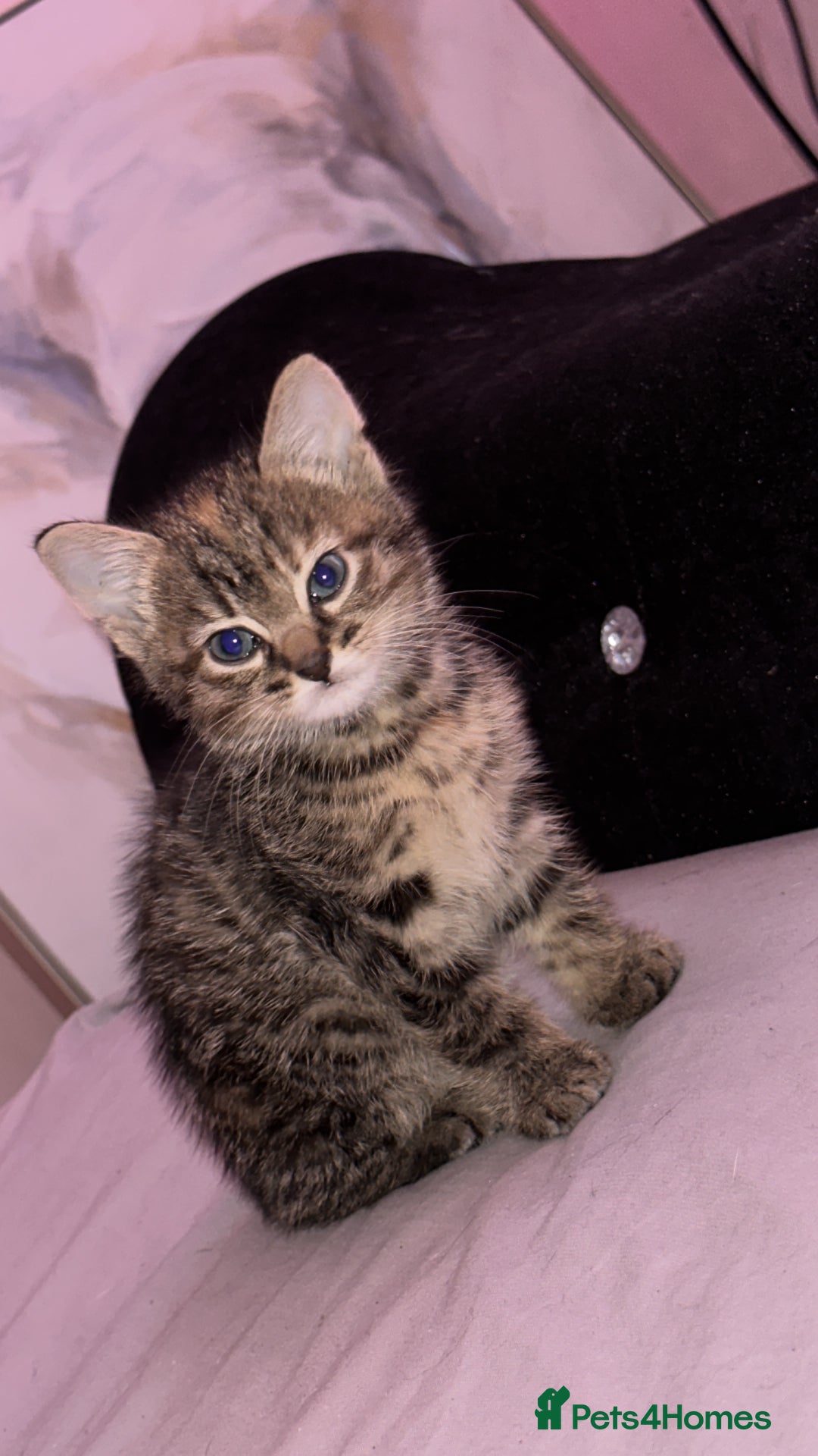 British Shorthair cats for sale: Super adorable kitten for sale  - Image 1