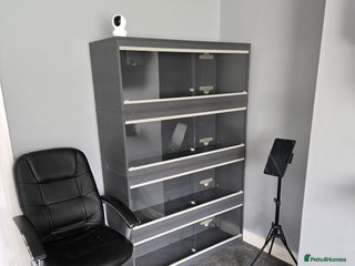 Boa Snake reptiles - Advert 14