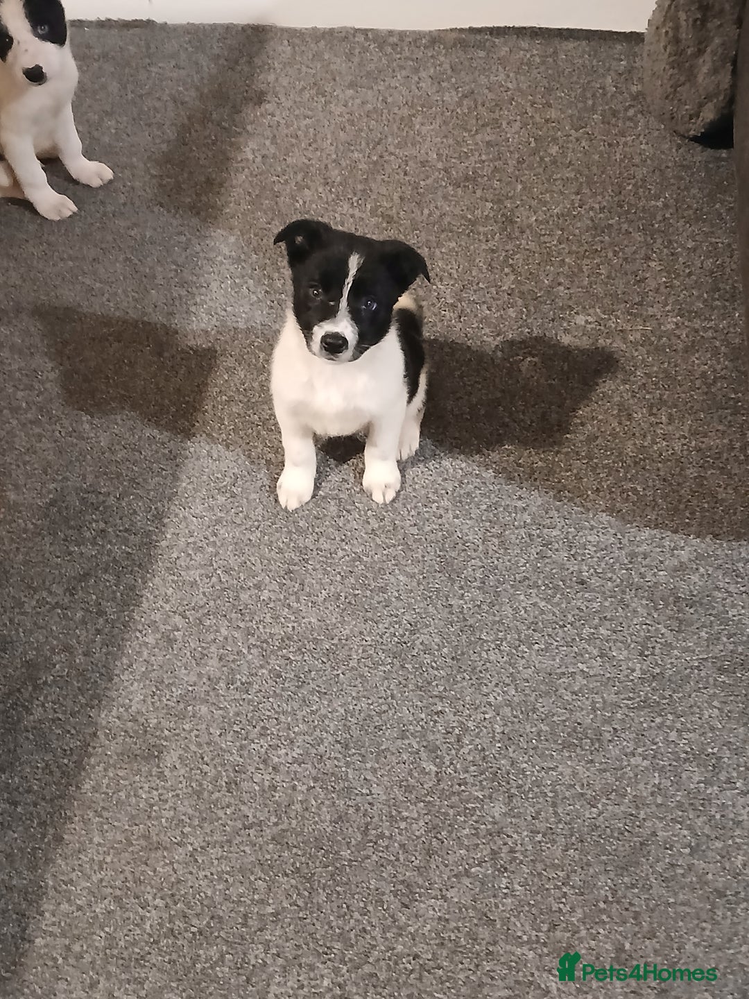 Border Collie dogs for sale: Border collie poppies  - Advert 14