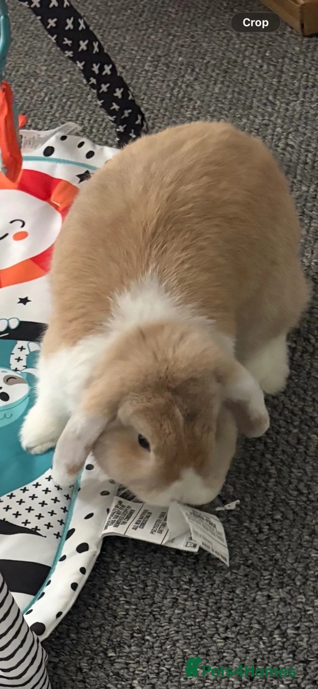 Mini Lop rabbits for sale: Male mini lop - Advert 4