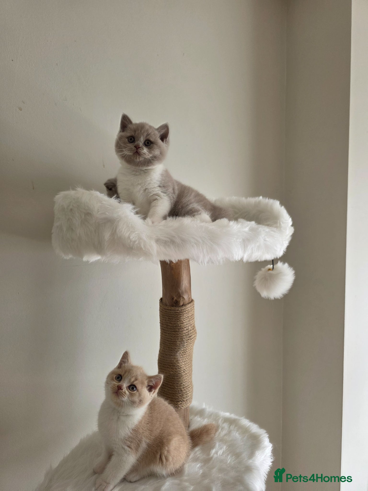 British Shorthair cats Exceptional Champion🏆 British Shorthair kitten - Advert 2