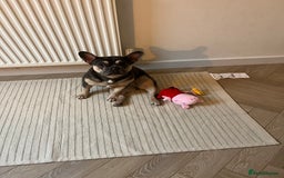 French Bulldog dogs for sale: 3 year old female French bulldog - Image 5