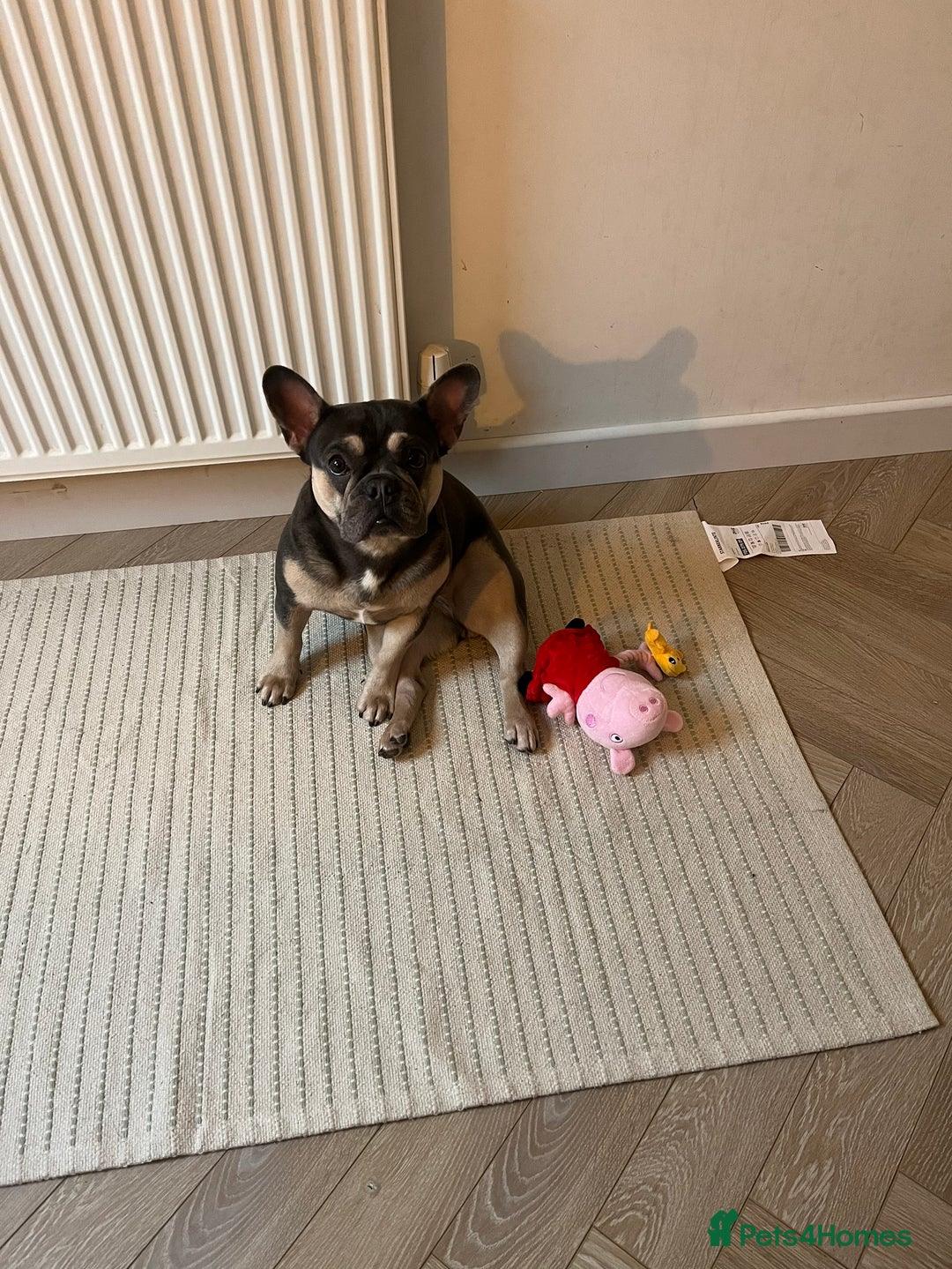 French Bulldog dogs for sale: 3 year old female French bulldog - Image 5