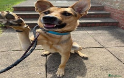 Mixed Breed dogs for adoption: Stunning Alfonz ready for love - Image 17