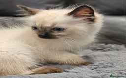 Ragdoll cats for sale: Stunning ragdoll kittens  - Image 24
