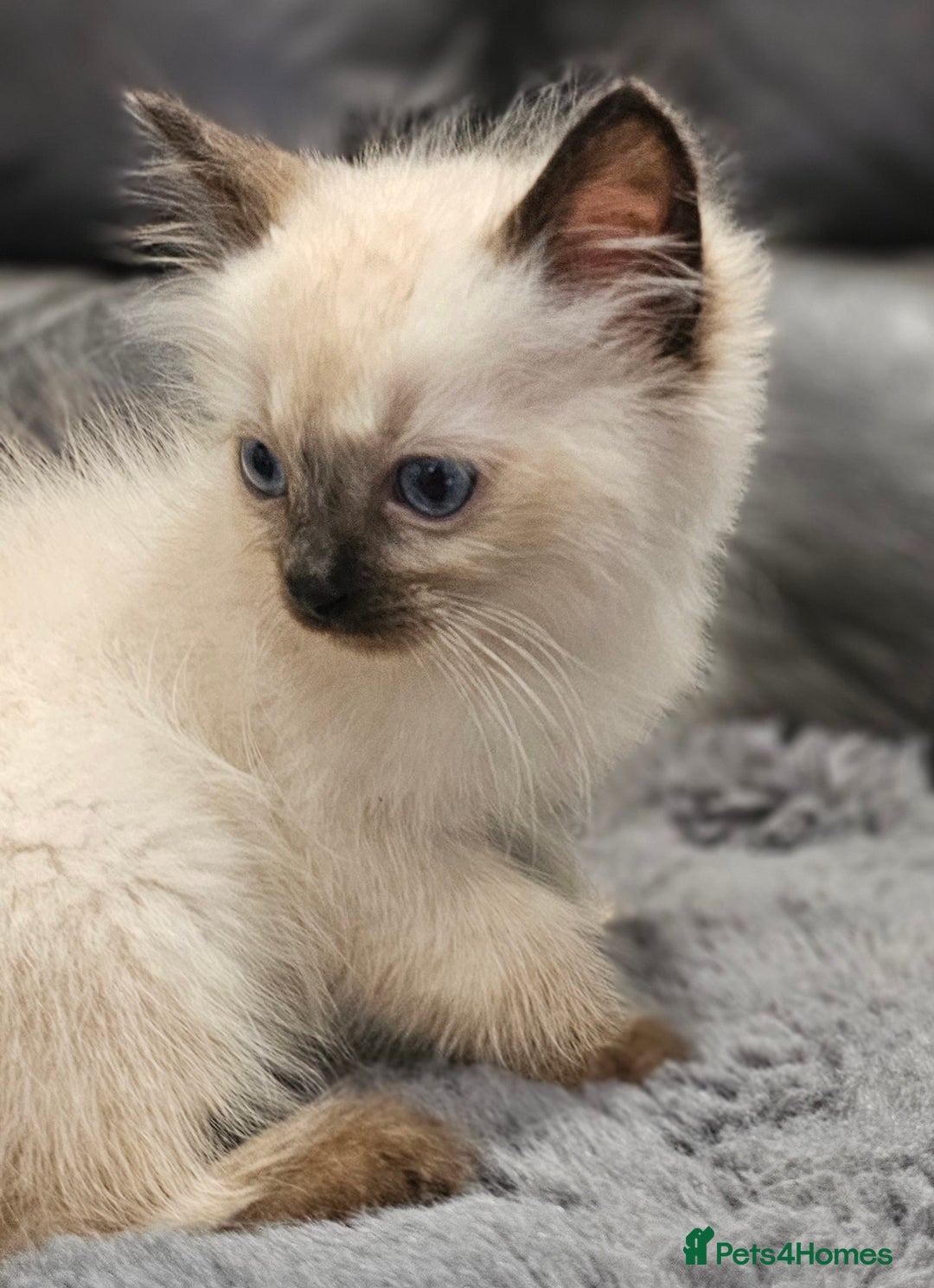 Ragdoll cats for sale: Stunning ragdoll kittens  - Image 24