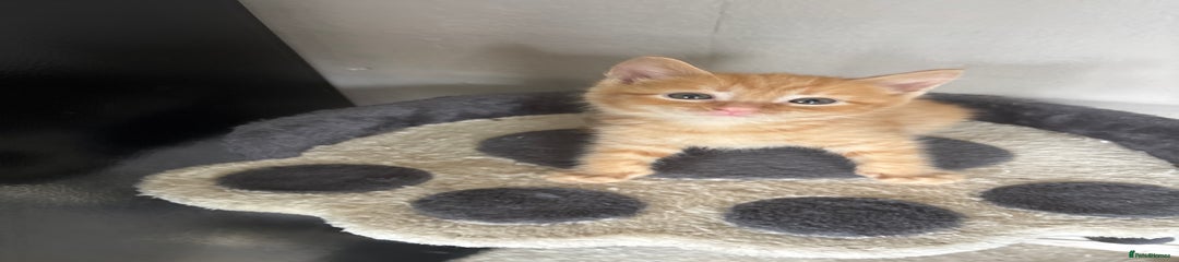 Mixed Breed Kitten 2