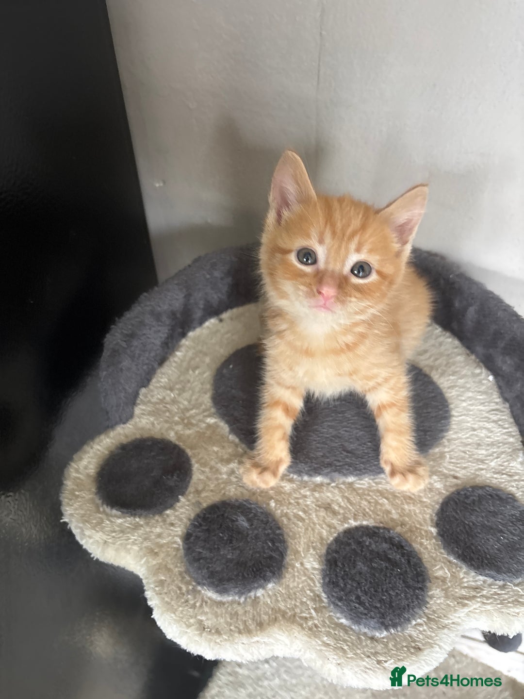Mixed Breed cats for sale: Adorable fluffy friendly kittens for sale - Image 12