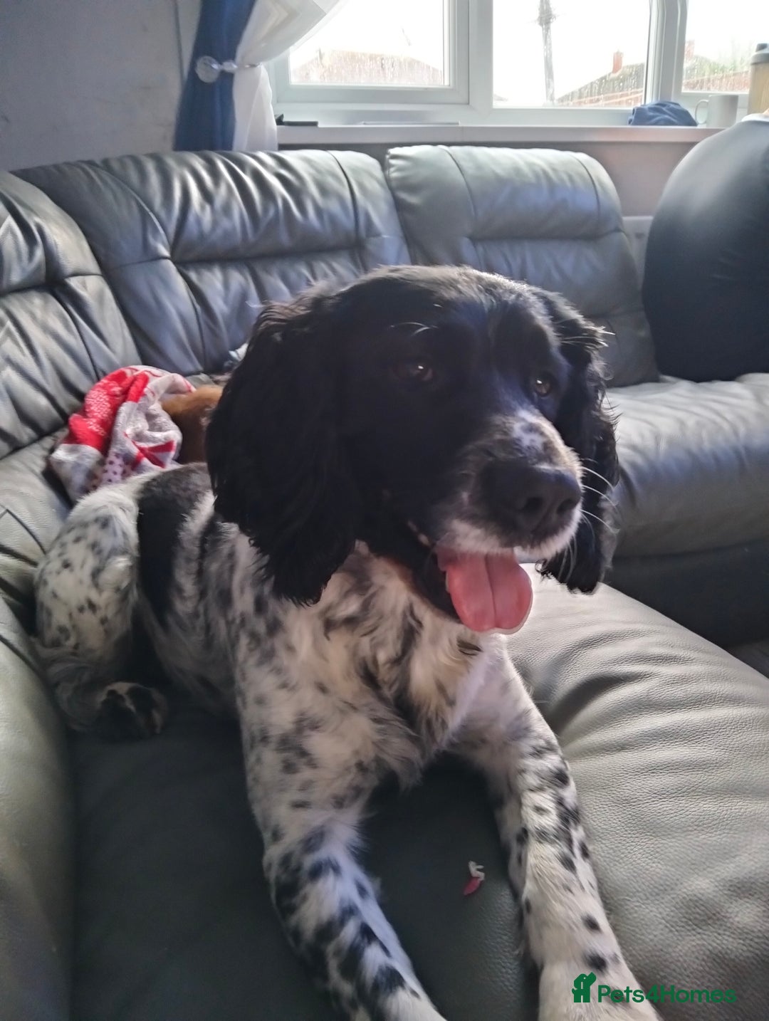 Cocker Spaniel dogs for sale: 7 beautiful cocker spaniels  - Image 3