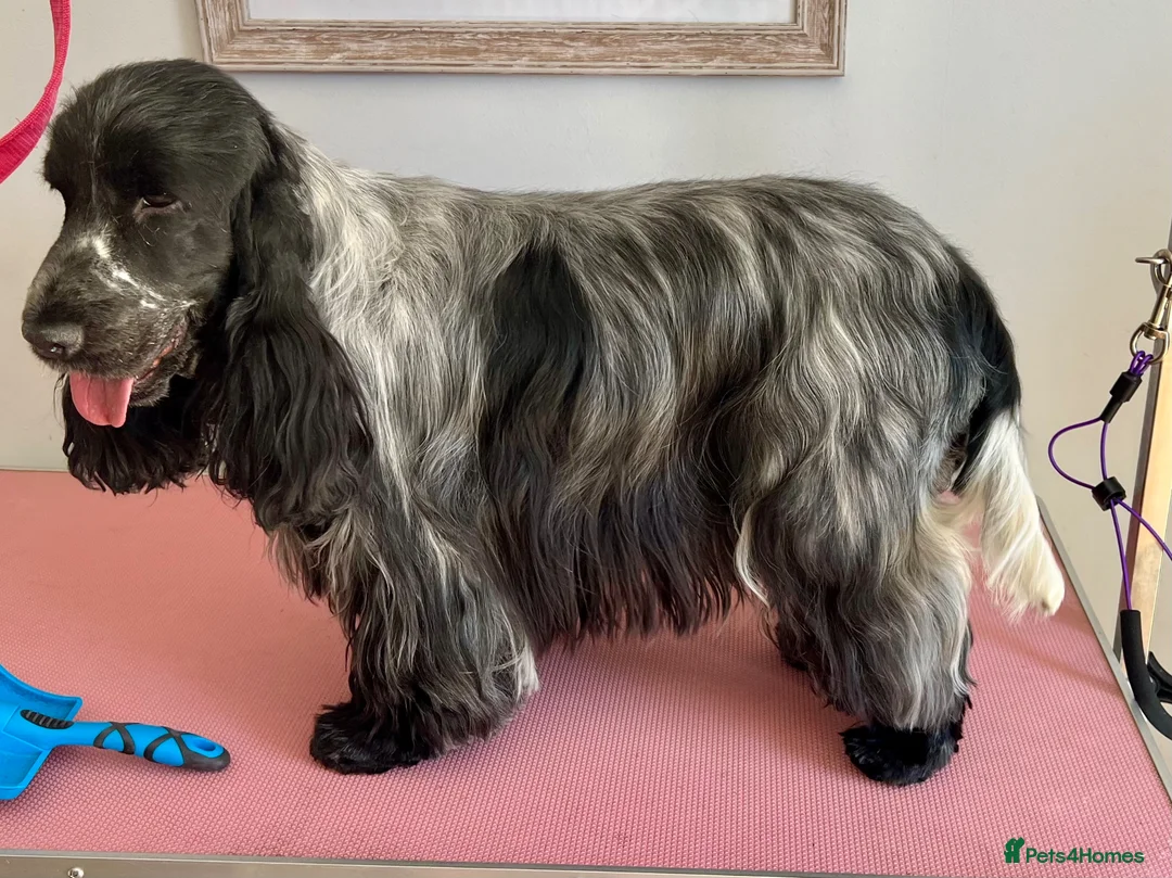 Cocker Spaniel dogs for stud: Show Cocker Spaniel FOR STUD - Advert 1