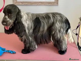 Cocker Spaniel dogs Show Cocker Spaniel FOR STUD - Advert 19