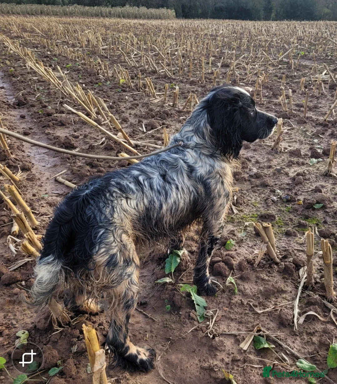 Mixed Breed dogs for stud: Sprocker Spaniel Stud - Advert 5