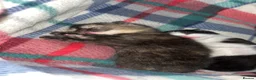Mixed Breed cats for sale: 4 beautiful kittens  - Advert 15