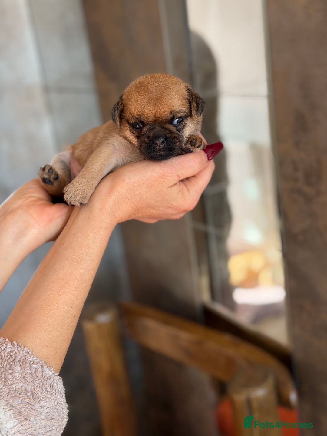 Mixed Breed dogs for sale: Adorable Pug x Pomeranian Puppies  - Image 9
