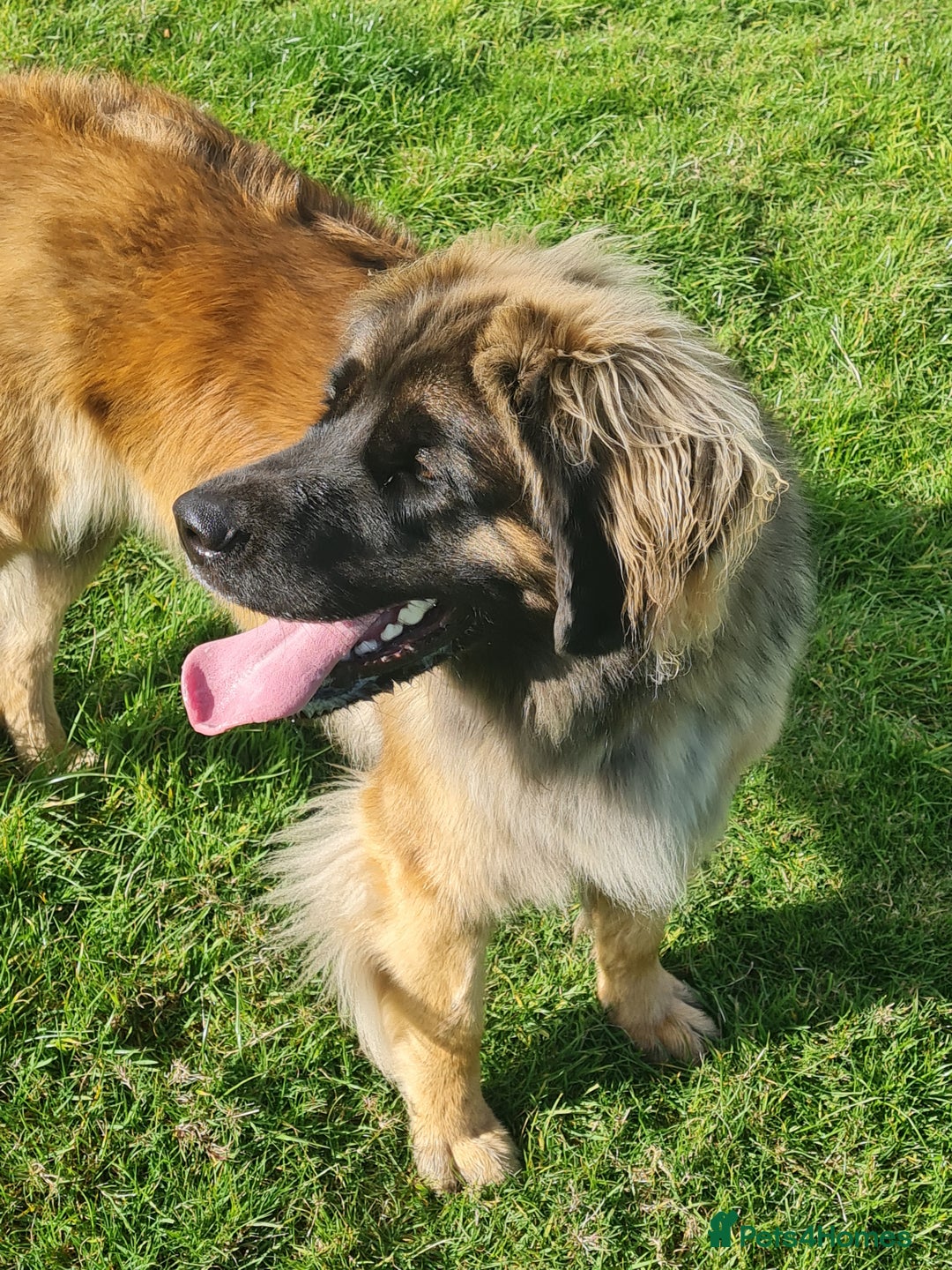 Leonberger dogs for sale: Leonberger boys available  - Advert 1