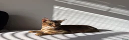 Abyssinian cats for sale: Beautiful & Playful Aby x Savannah Female in London - Advert 8
