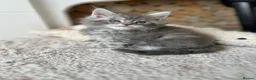 Maine Coon cats for sale: Maine coones kittens (tabby and smokes) - Advert 7