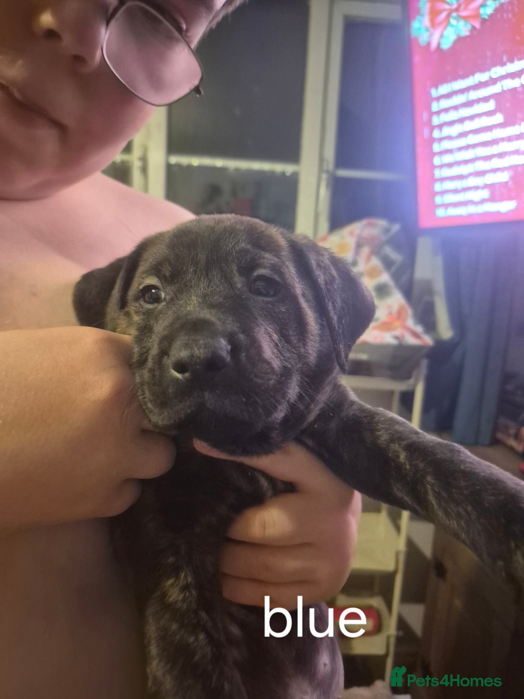 Mixed Breed dogs for sale: Staffy/border Collie/weimaraner mixed puppies - Advert 6