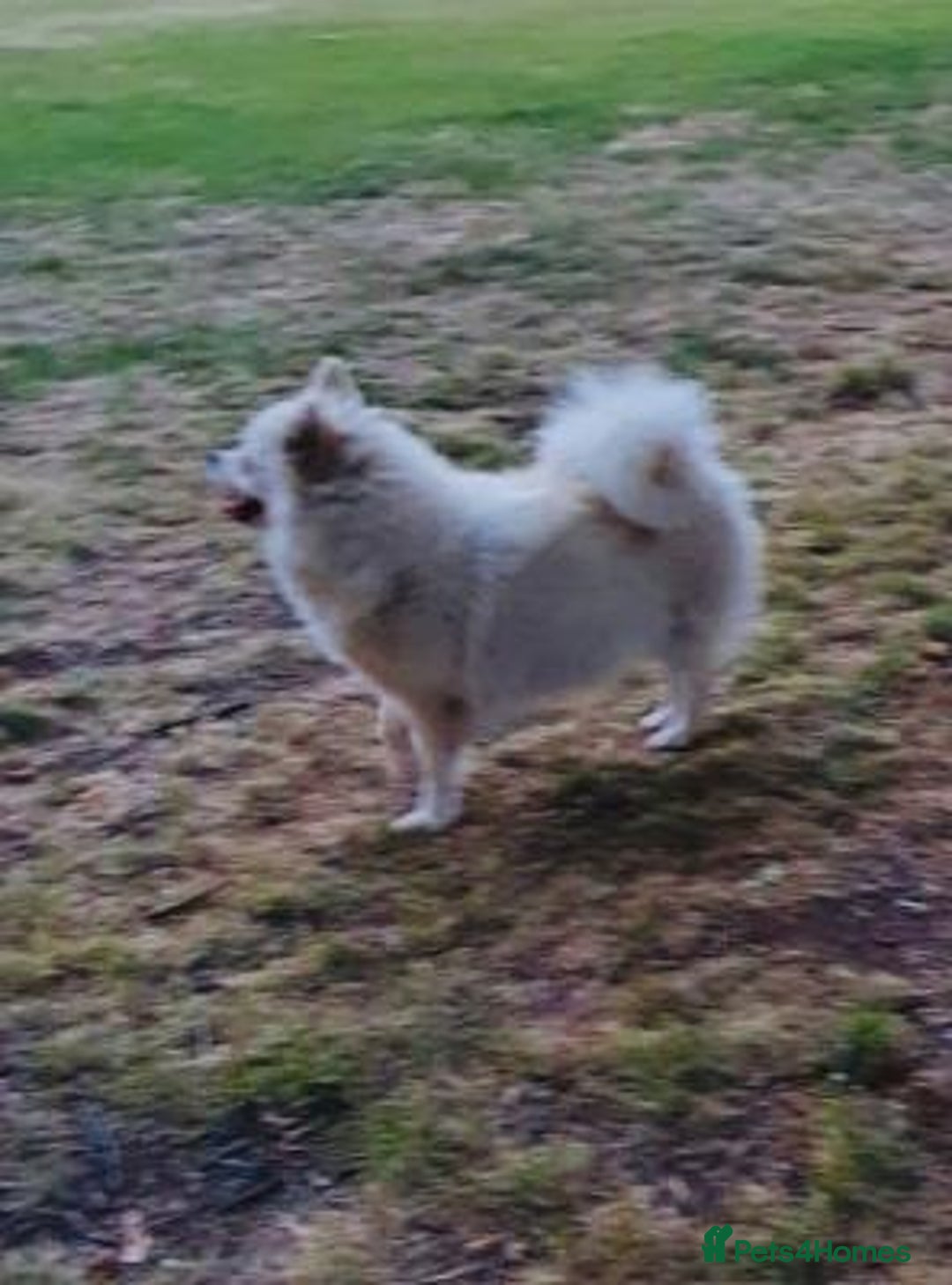 Pomeranian dogs for sale: Playful Pomeranian girl - Advert 4