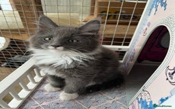 Maine Coon cats for sale: 3 Beautiful Main Coon - Image 10