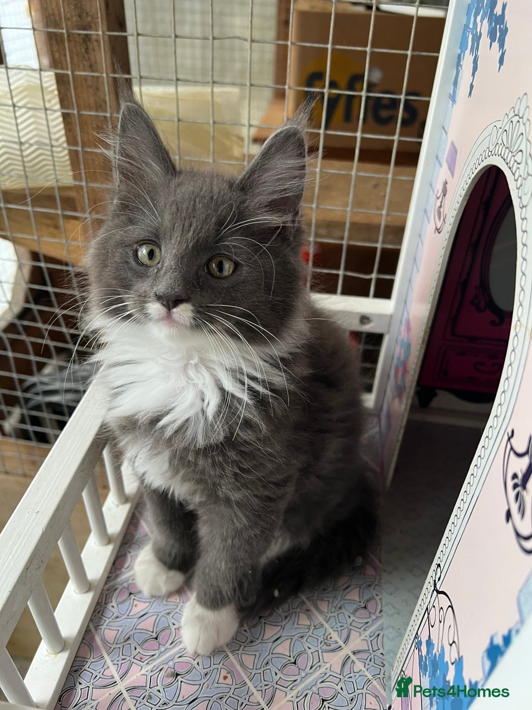 Maine Coon cats for sale: 3 Beautiful Main Coon - Image 10