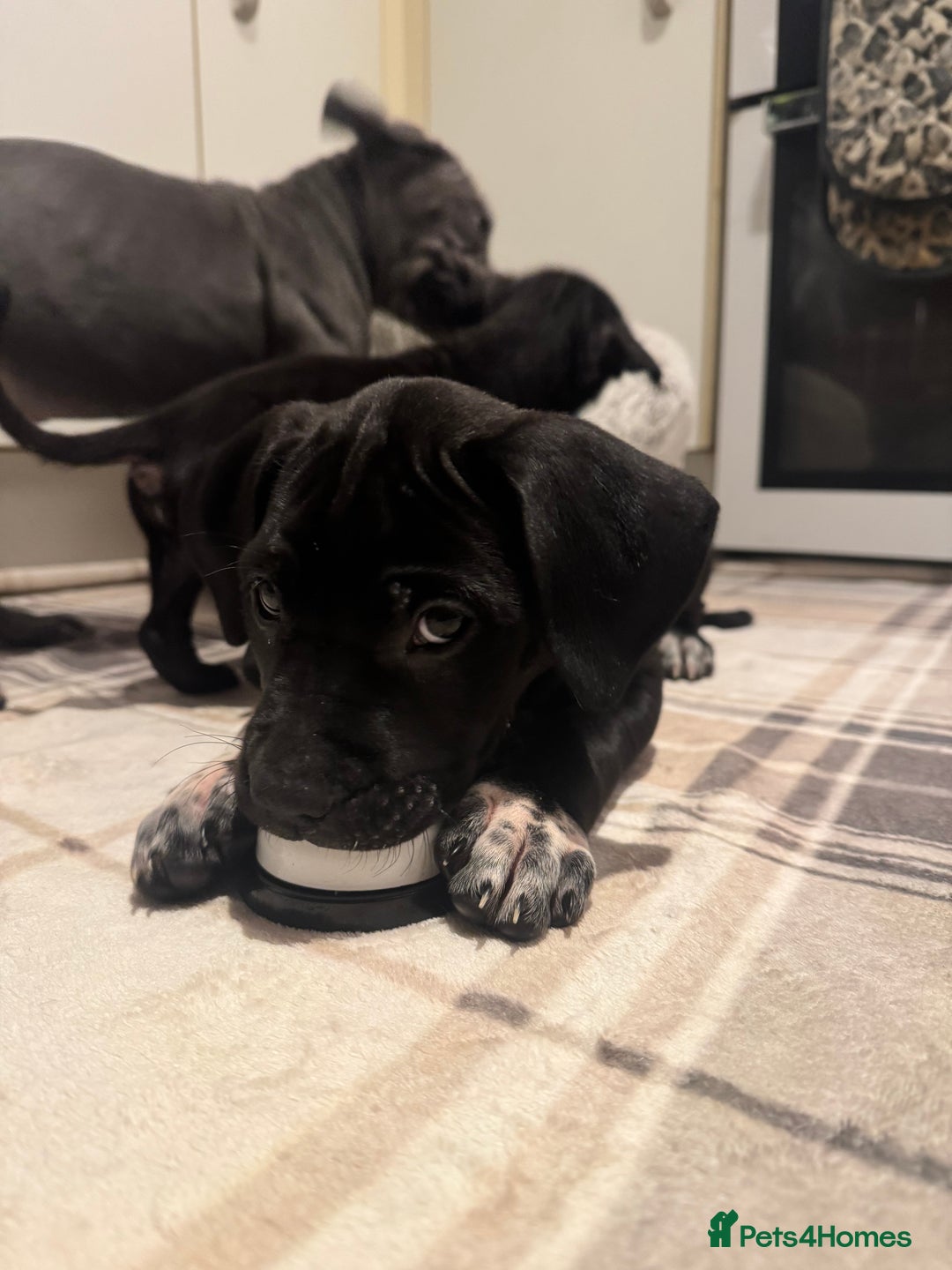 Cane Corso dogs for sale: Cane corso puppy’s  - Advert 12