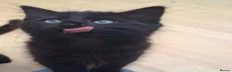 British Longhair cats for sale: Cute fluffy black/ brown kittens  - Advert 5