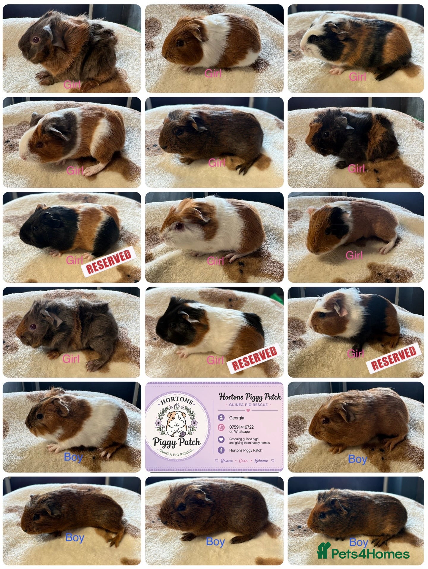 Guinea Pig rodents Baby Guinea Pigs looking for amazing forever homes - Advert 13