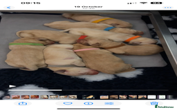 Labrador Retriever dogs for sale: 8 Beautiful Golden Labrador Puppies  - Advert 19