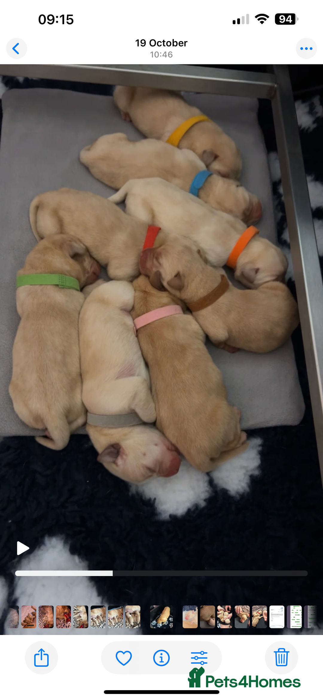 Labrador Retriever dogs for sale: 8 Beautiful Golden Labrador Puppies  - Advert 19