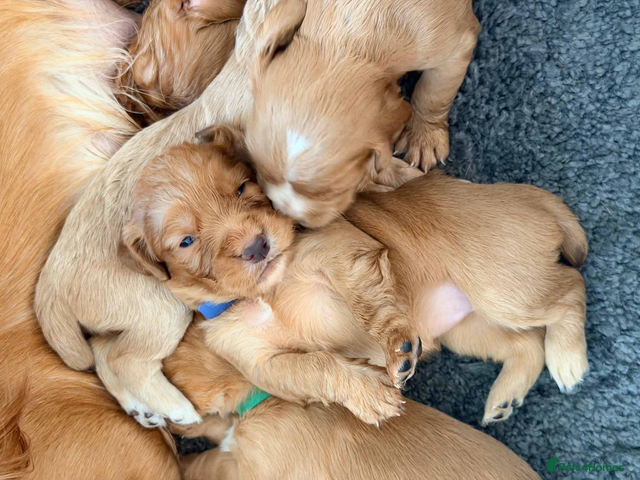 Cocker Spaniel dogs Working Cocker Pups- Exceptional pedigree  - Advert 1