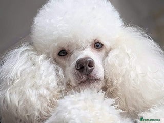 Miniature Poodle dogs in Bolton - Advert 37