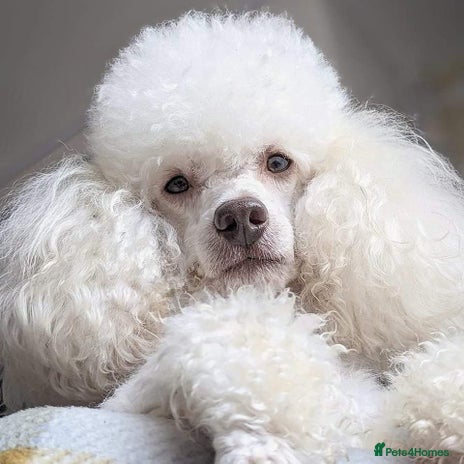 Miniature Poodle dogs in Bolton - Advert 18