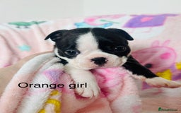 Boston Terrier dogs for sale: One stunning girl left !!! Ready to leave now !  - Image 11