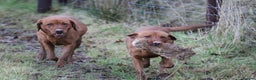 Labrador Retriever dogs for sale: QUALITY LITTER OF DARK FOX RED LABRADOR PUPPIES - Advert 5