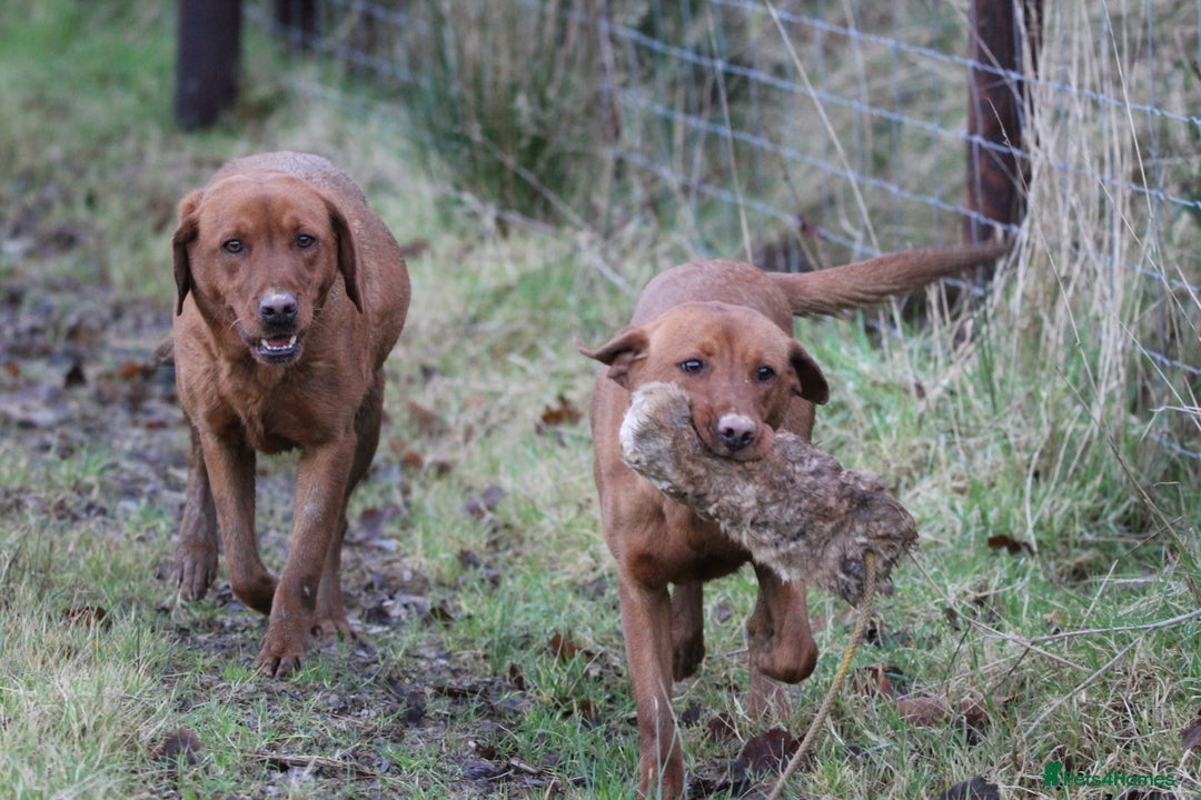 Labrador Retriever dogs for sale: QUALITY LITTER OF DARK FOX RED LABRADOR PUPPIES - Advert 5