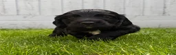 Cocker Spaniel dogs for sale: Stunning KC Reg Working Cocker spaniels 5* Homes - Advert 9