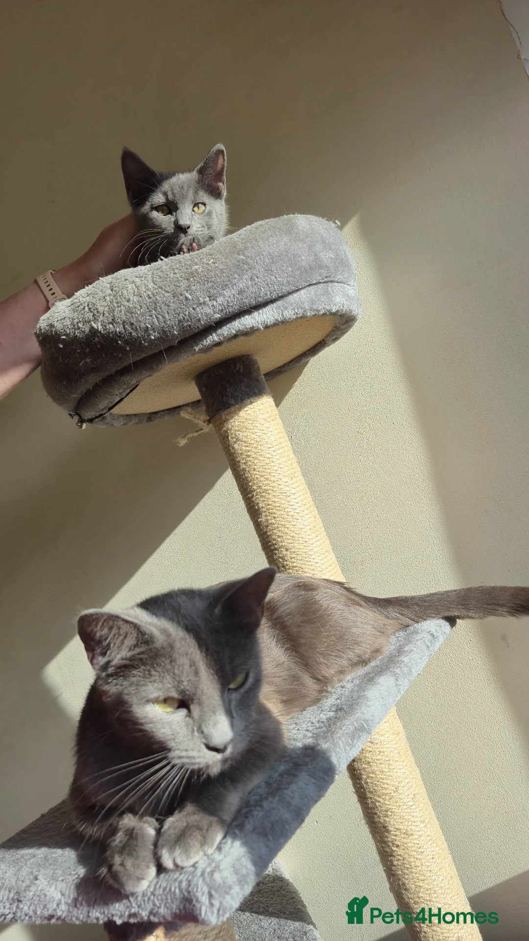 Russian Blue cats for sale: Kitten - Advert 2
