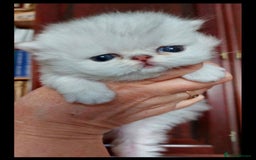 Persian cats for sale: Italian Persian chinchilla kittens♥️🐾 - Image 22