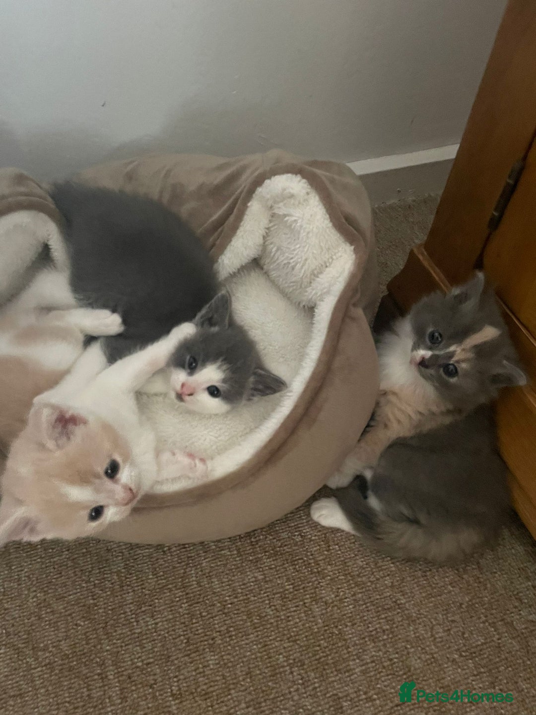 Mixed Breed cats for sale: Beautiful half britishshorthaired - Image 1