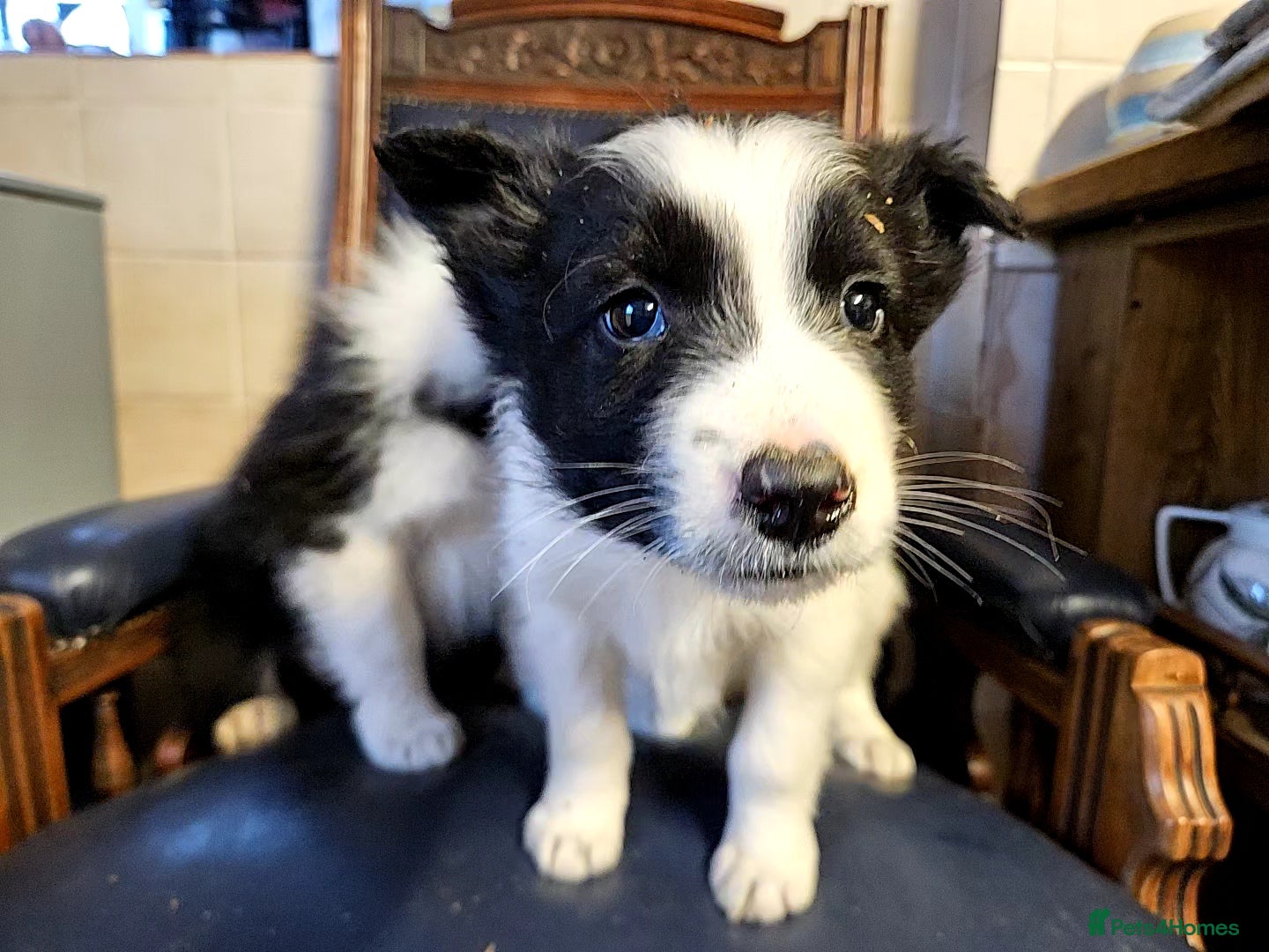 Border Collie dogs Border Collie puppies for sale  - Advert 6