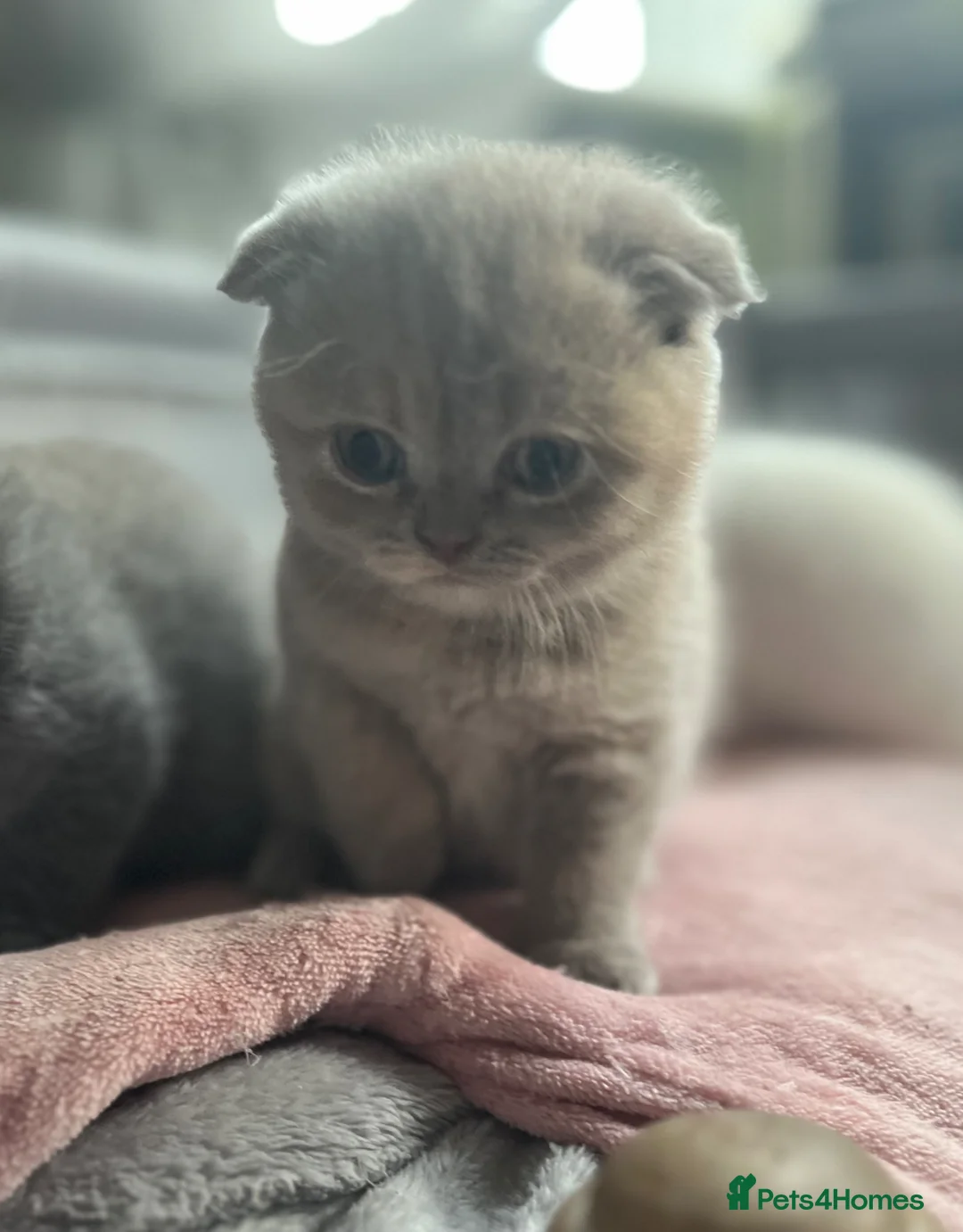 Scottish Fold cats for sale: Super Cute Scottish Fold Kittens Available  in Ramsgate - Advert 13