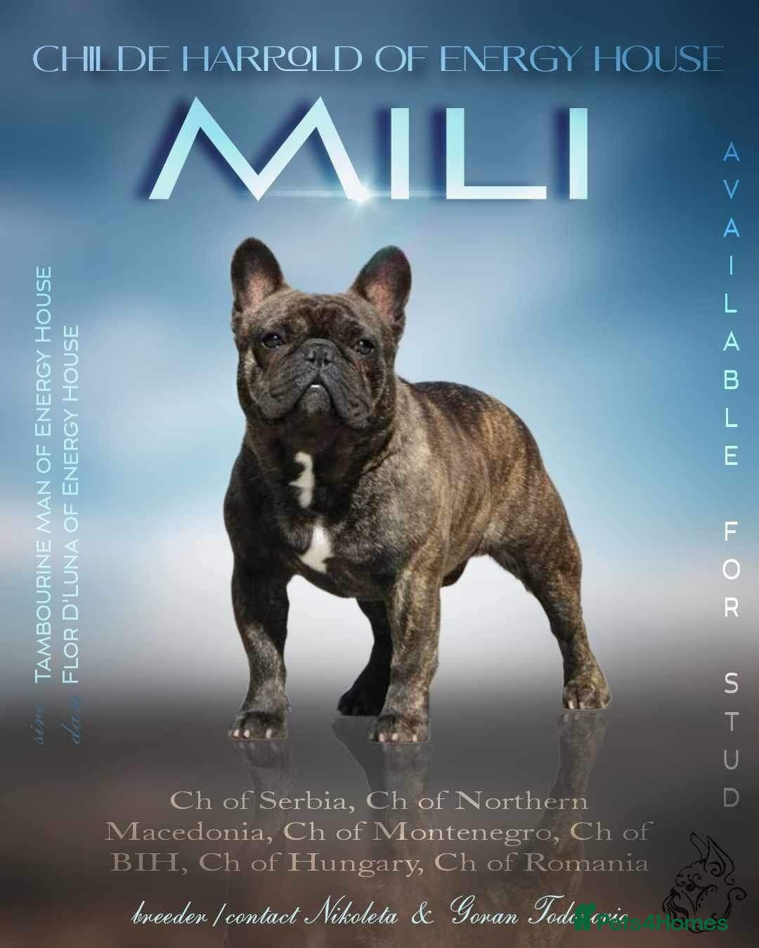 French Bulldog dogs INTERNATIONAL CHAMPION French Bulldog for STUD - Advert 1