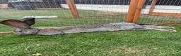 Continental Giant rabbits for sale: Continental giant rabbit Kits  - Advert 4