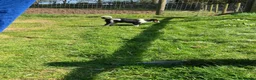 Border Collie dogs for sale: Male Collie – looking for his new home - Advert 2