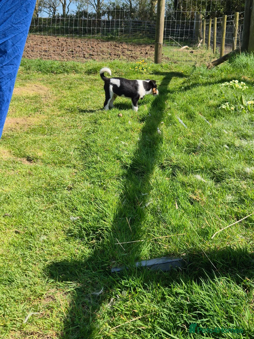 Border Collie dogs for sale: Male Collie – looking for his new home - Advert 2