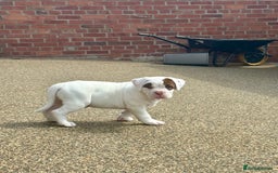 Olde English Bulldogge dogs for sale: Olde English Bulldogge Puppy Ready To Go - Image 4